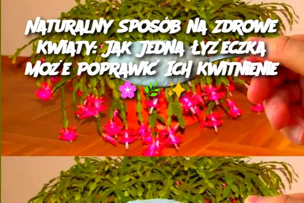 Naturalny Sposób na Zdrowe Kwiaty: Jak Jedna Łyżeczka Może Poprawić Ich Kwitnienie