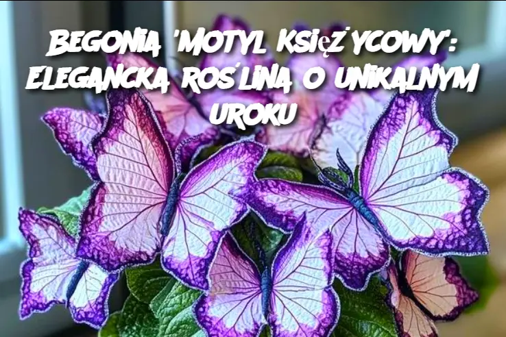 Begonia 'Motyl Księżycowy': Elegancka roślina o unikalnym uroku