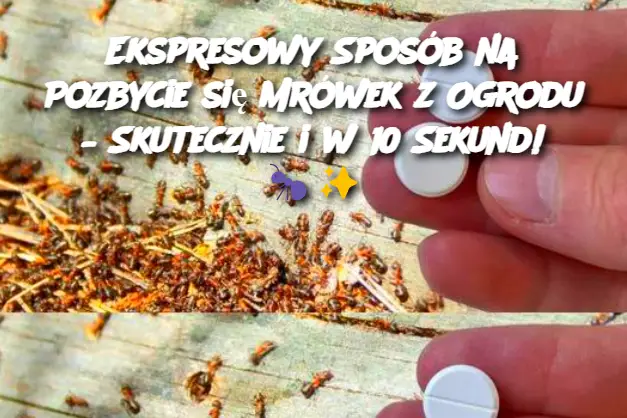 Ekspresowy Sposób na Pozbycie się Mrówek z Ogrodu – Skutecznie i w 10 Sekund!