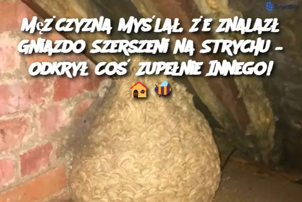 Mężczyzna Myślał, Że Znalazł Gniazdo Szerszeni na Strychu – Odkrył Coś Zupełnie Innego!