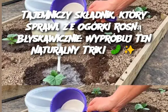 Tajemniczy Składnik, który Sprawi, że Ogórki Rosną Błyskawicznie: Wypróbuj Ten Naturalny Trik!