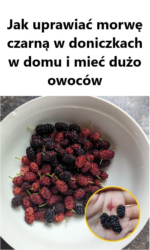 Jak Uprawiać Morwę Czarną w Doniczce i Cieszyć Się Obfitym Plonem w Domu