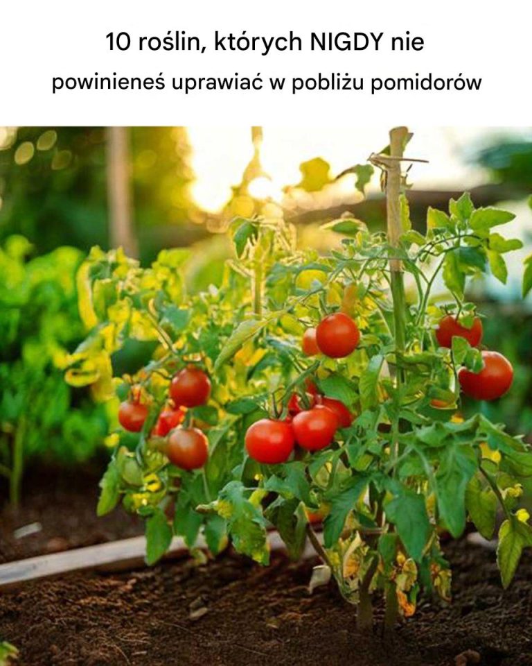 10 Roślin, Które Szkodzą Twoim Pomidorom – Co Unikać w Ogrodzie?