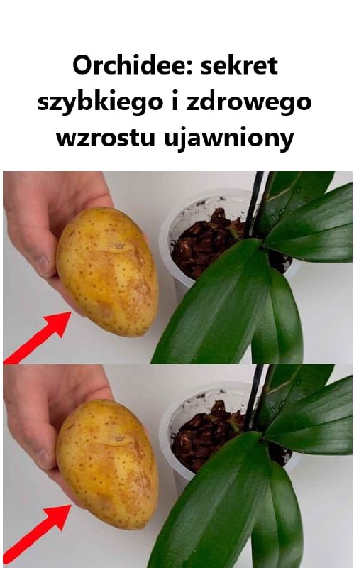 Jak zapewnić orchideom szybki i zdrowy wzrost? Oto sekrety ich pielęgnacji!