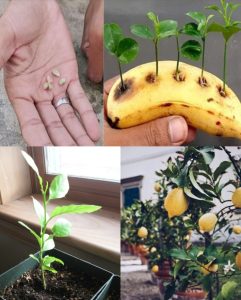 Cytrynowa Tajemnica Życia! Odkryj Niezawodną Metodę Kiełkowania Nasion Cytryny, Którą Stosują Profesjonaliści! “Z Pestki Cytryna? Niemożliwe, A Jednak!” – Twój Własny Cytrynowy Raj Zaczyna Się Tutaj! Poznaj Sekret Szkółkarzy i Wypuść Zielone Pędy Marzeń!