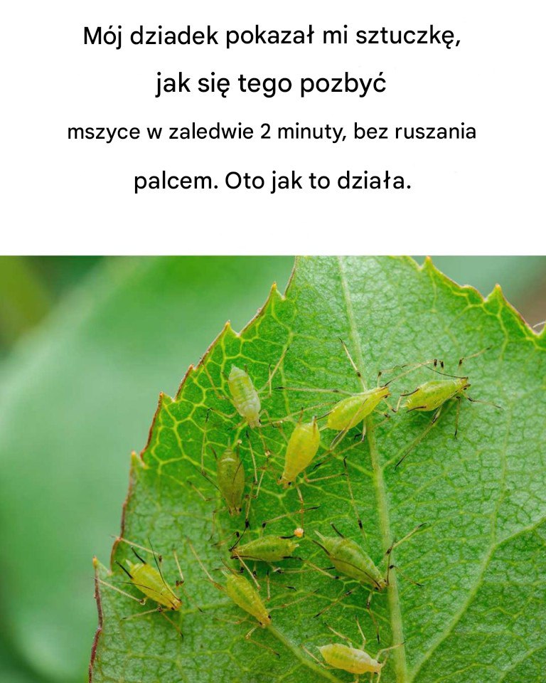 Mój dziadek był taki mądry!