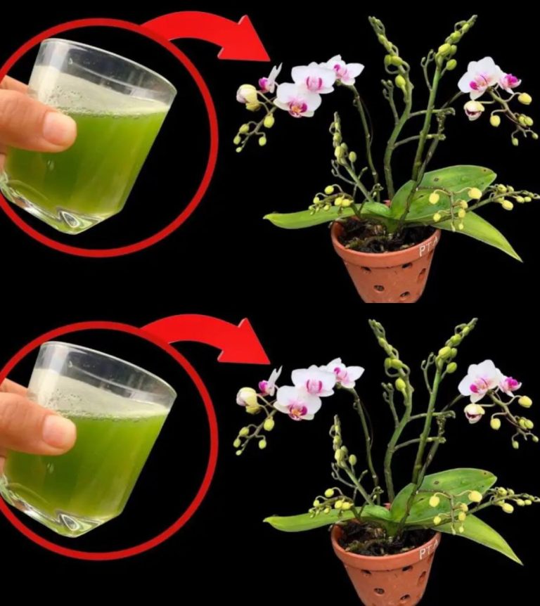 Wystarczy ta szklanka, a orchidea będzie kwitła nieprzerwanie przez 4 sezony