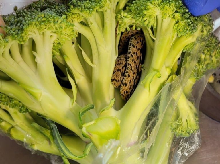 Zaskakujące odkrycie: w torbie z brokułami ze sklepu Aldi znaleziono straszną rzecz.