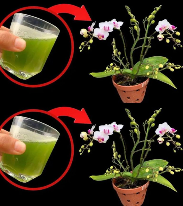 Wystarczy ta szklanka, a orchidea będzie kwitła nieprzerwanie przez 4 sezony