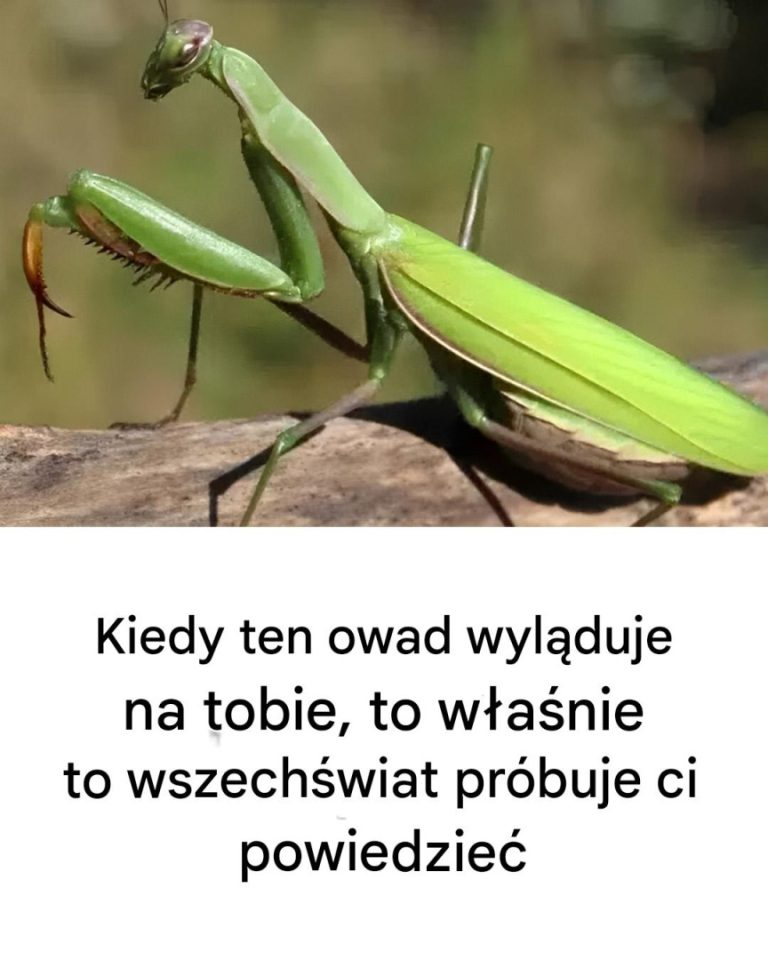 Kiedy ten owad wyląduje na tobie, to właśnie to wszechświat próbuje ci powiedzieć