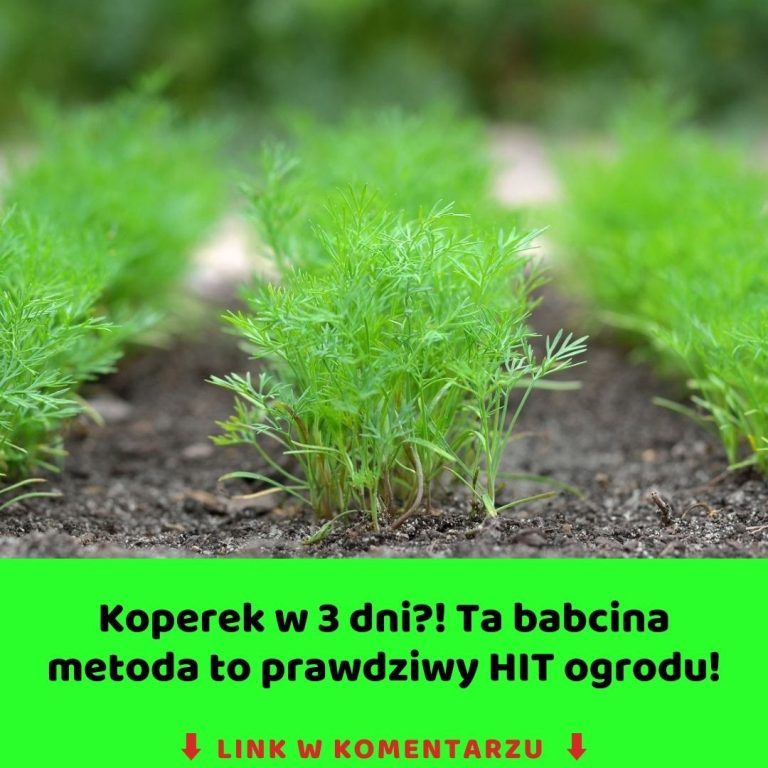 Koperek w 3 dni? Babcina metoda, którą ogrodnicy ukrywają przed światem