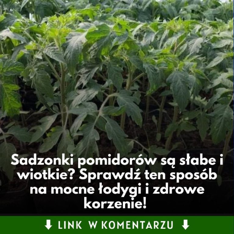 Ten trik sprawi, że sadzonki pomidorów będą rosły jak szalone! Sprawdź, jak je podlewać, by miały mocne łodygi i zdrowe korzenie