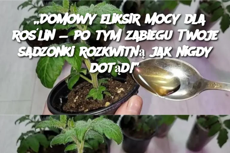 „Domowy eliksir mocy dla roślin — po tym zabiegu Twoje sadzonki rozkwitną jak nigdy dotąd!”