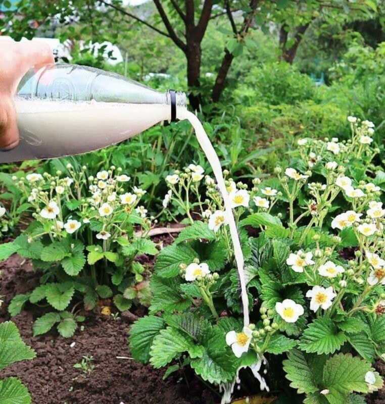 Naturalna odżywka do truskawek – kiedy i jak ją stosować dla maksymalnych plonów