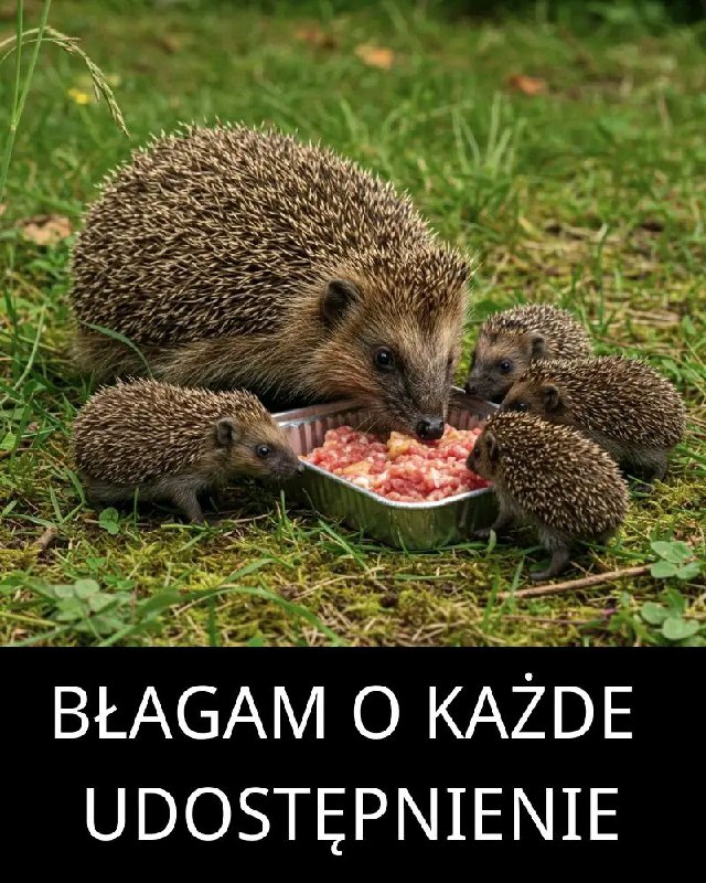 Jeśli zobaczysz mnie w swoim ogrodzie, daj mi jedzenie i wodę.