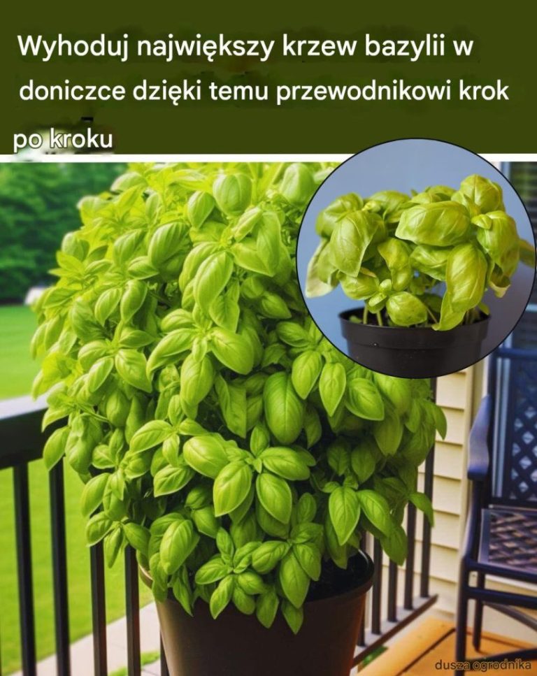 Uprawiaj Nieograniczoną Ilość Roślin Bazylii W Jednej Doniczce W Ten Sposób