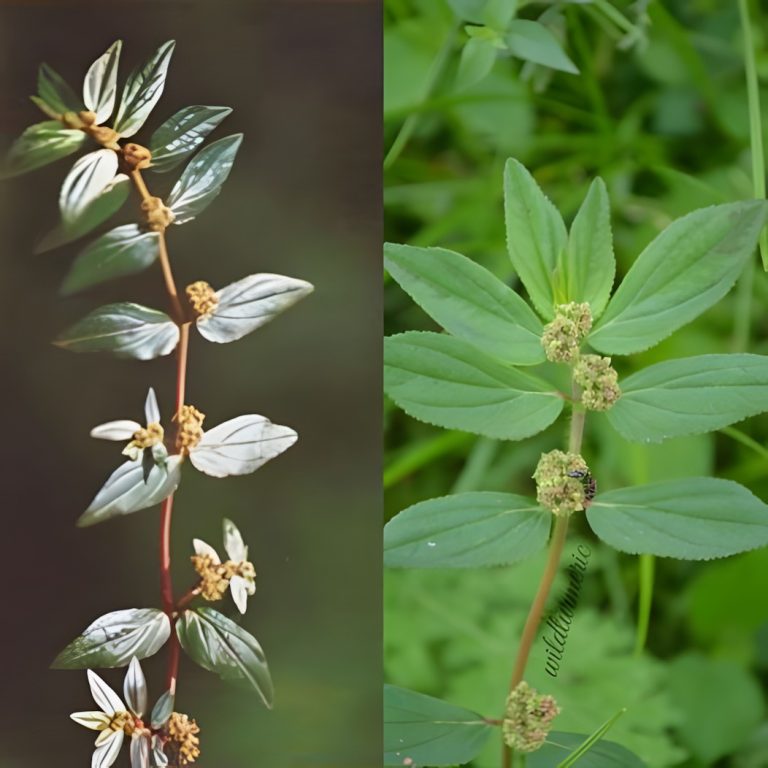 Euphorbia Hirta: Tradycyjna roślina o niezwykłych właściwościach zdrowotnych