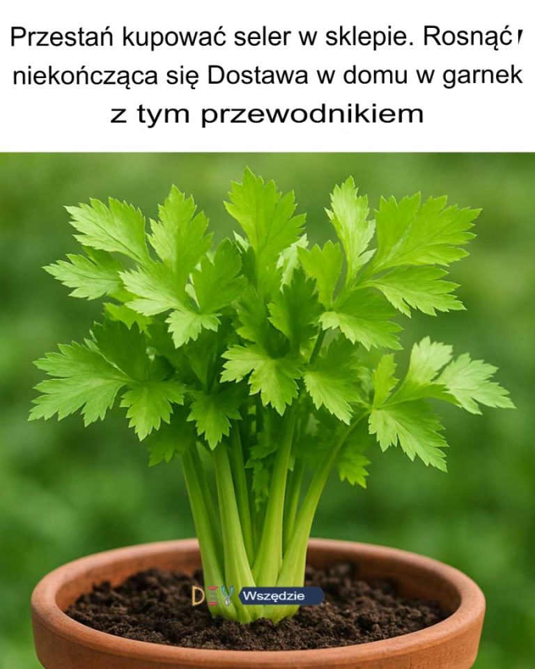 Przestań kupować seler w sklepie. Uprawiaj nieskończone zapasy w domu w doniczce dzięki temu przewodnikowi