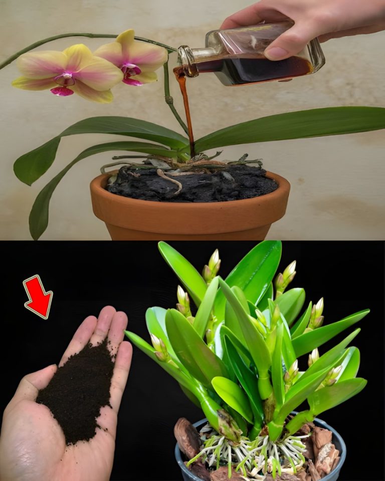 Wystarczy łyżeczka, a nagle orchidea cudownie rozkwitnie mnóstwem kwiatów